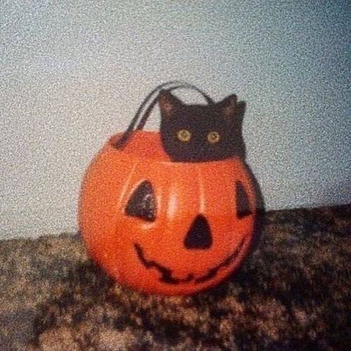 pumpkincat